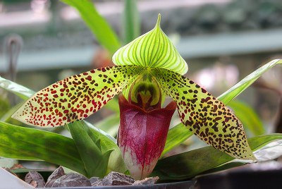 Paphiopedilum sukhakulii