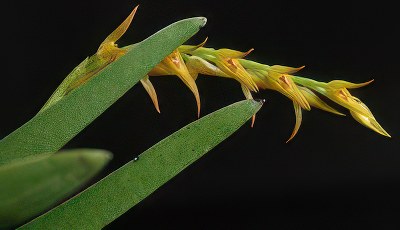 Pleurothallis crocea