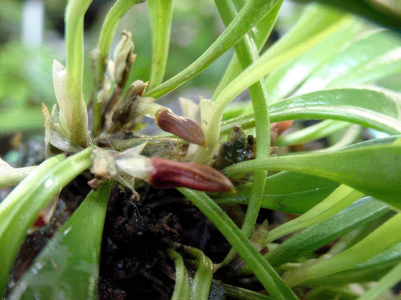 Pleurothallis tribuloides