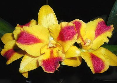 Pot. Burana Beauty 'Burana'