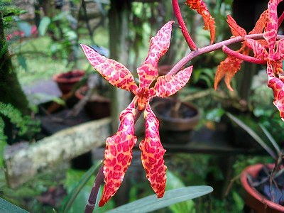 Renanthera bella