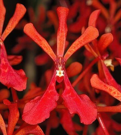 Renanthera phillipinensis