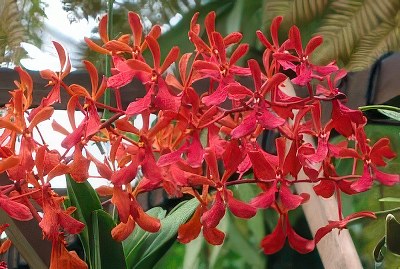 Renanthera storiei