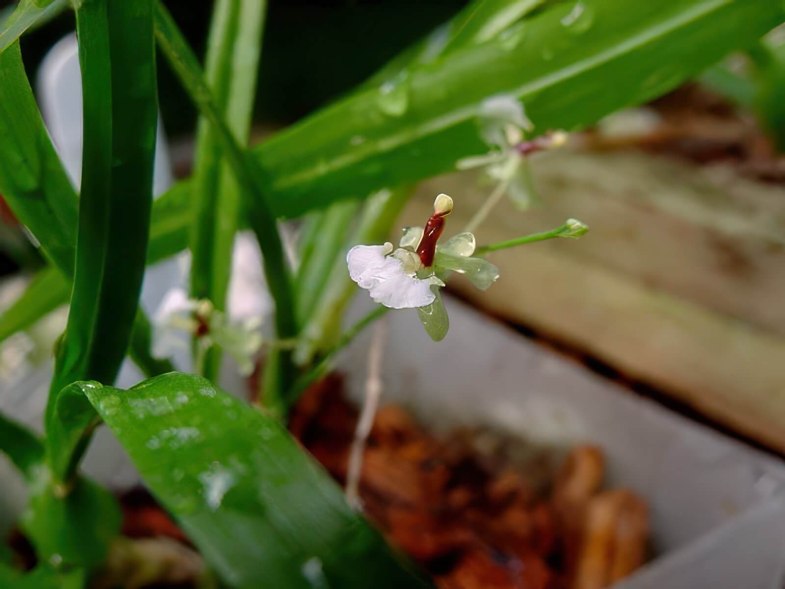 Sigmatostalix radicans