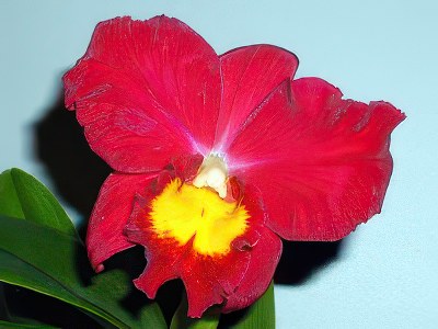 Slc. Wendy's Valentine 'June' AM/AOS