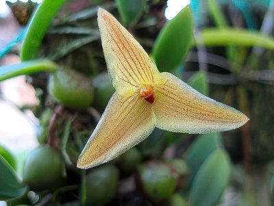 Trias oblonga