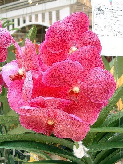Vanda Doctor Anek 'Bai'