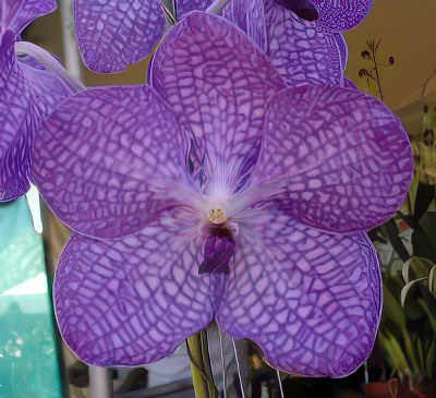 Vanda Sansai Blue
