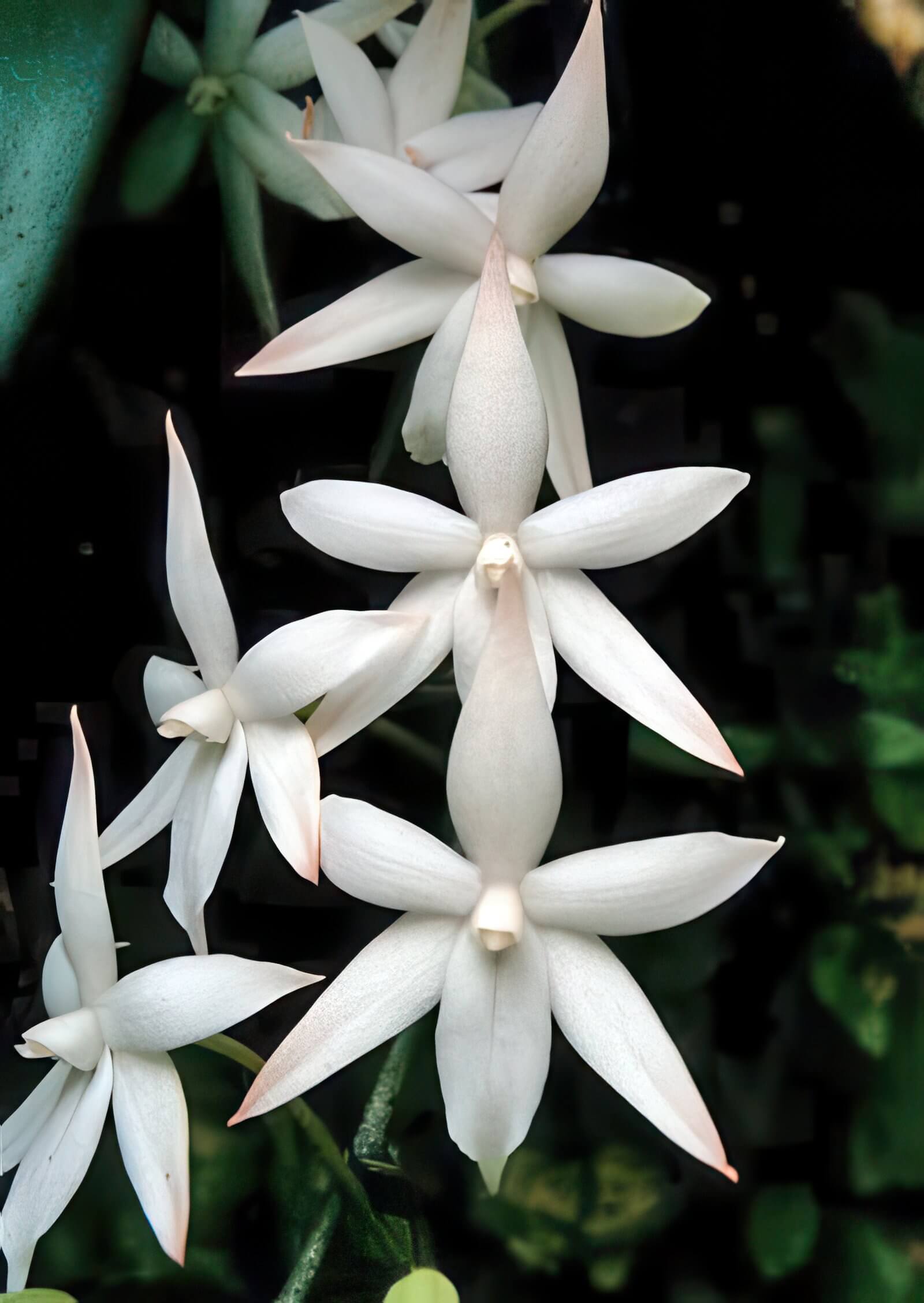 Aerangis biloba