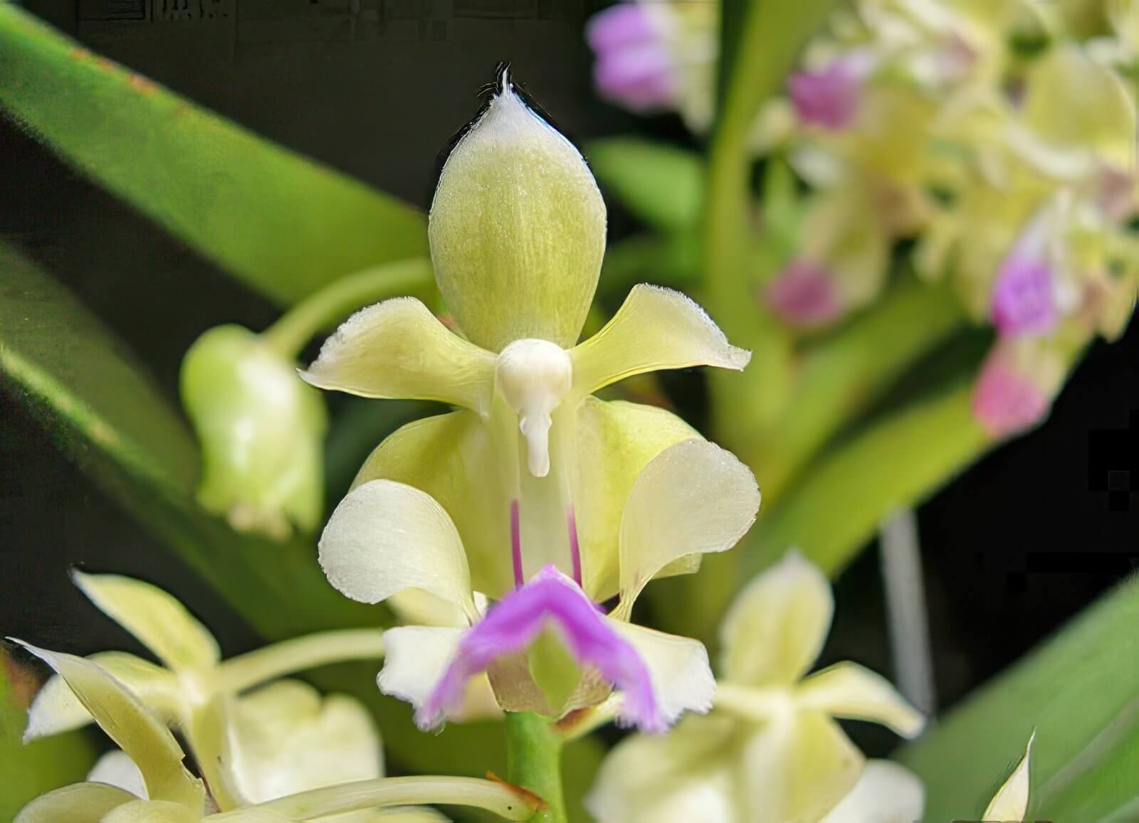 Aerides houlletiana