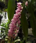 Aerides odorata