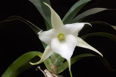 Angraecum "Lemfoerde White"