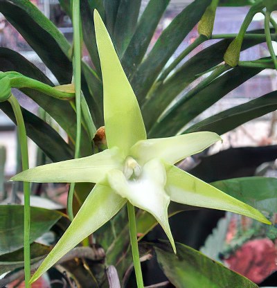 Angraecum sesquipedale