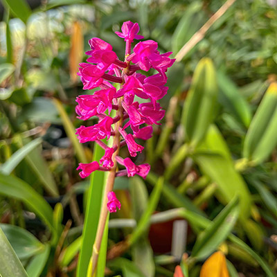Arpophyllum alpinum