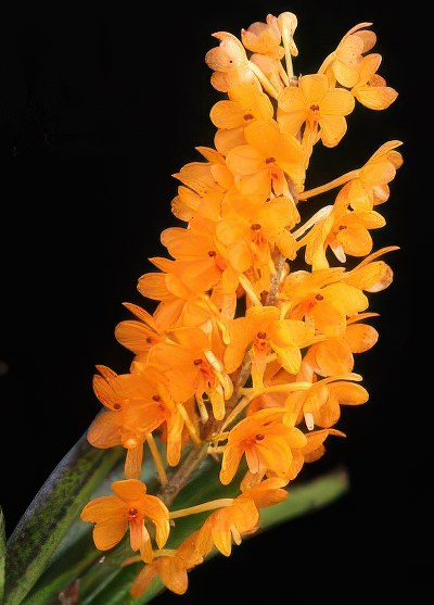Ascocentrum miniatum