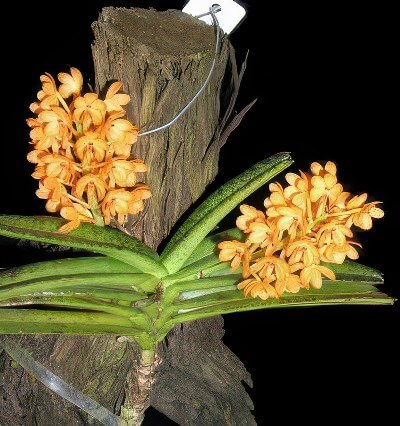 Ascocentrum miniatum