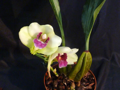 Bifrenaria harrisoniae