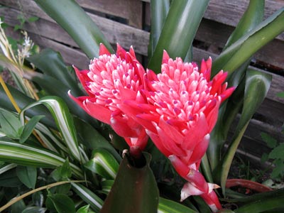 Bilbergia pyramidalis