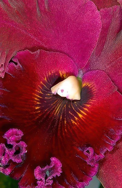 Blc. Chia Lin Pau Chi Ten