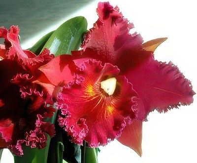 Blc. Chia Lin 'Shin Shy' SM/JPG 96