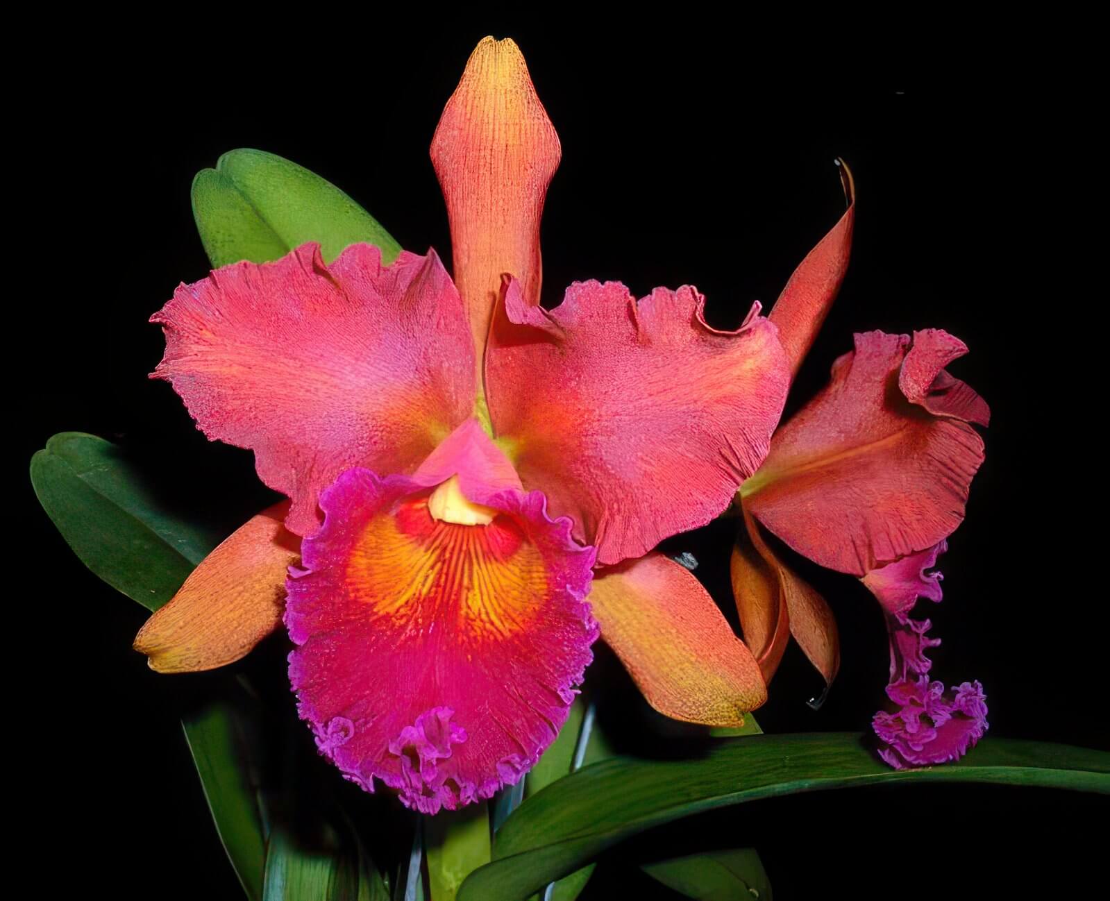 Rlc. Eve Marie Barnett 'Watermelon'