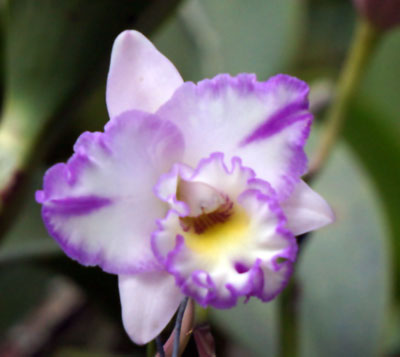 Blc. Pecotee Passion ,Svo'