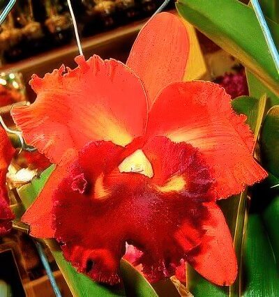 Blc. Taiwan Dragon "Tian Mu"