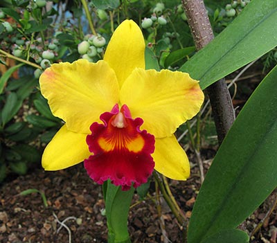 Blc. Toshie's Magic ,Hsinying'