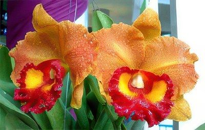 Blc. Yen 24 Carat