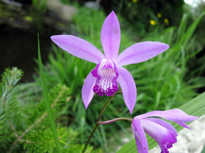 Bletilla striata (Freilandorchidee)