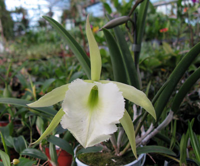 Brassavola Jimminey Cricket