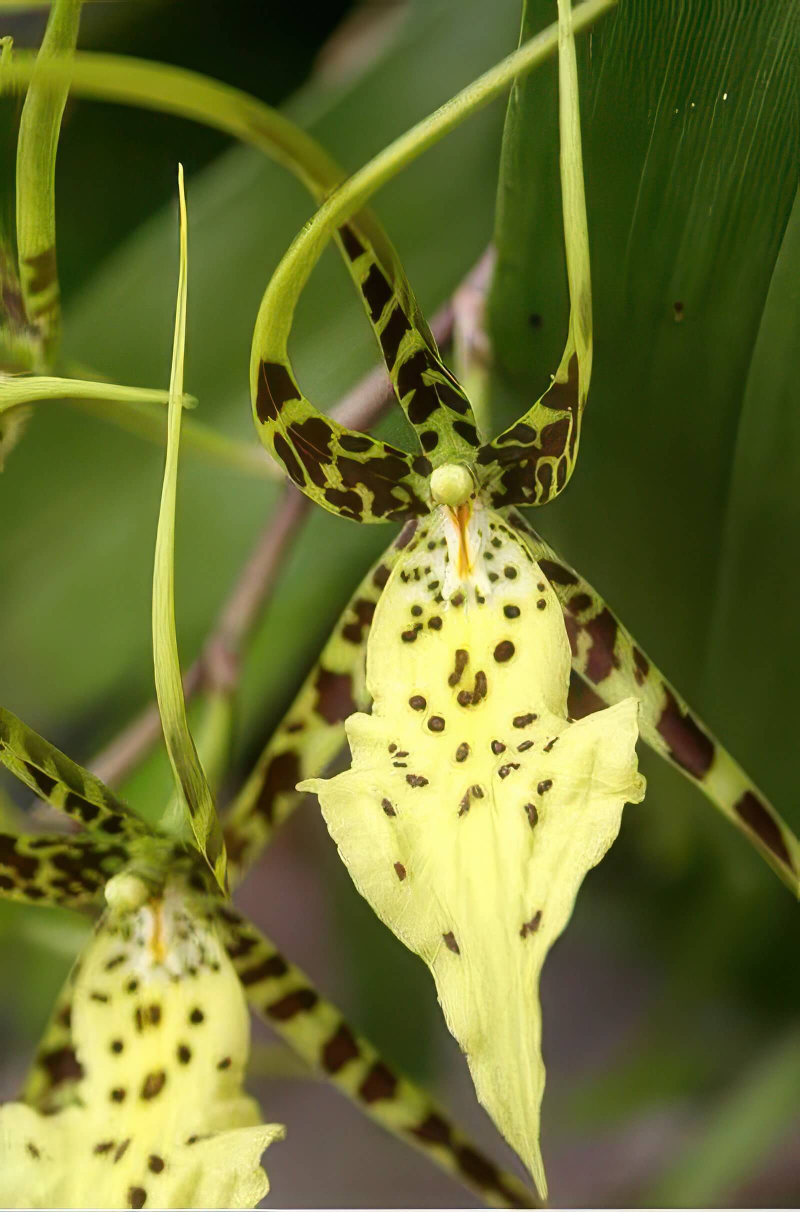 Brassia rex