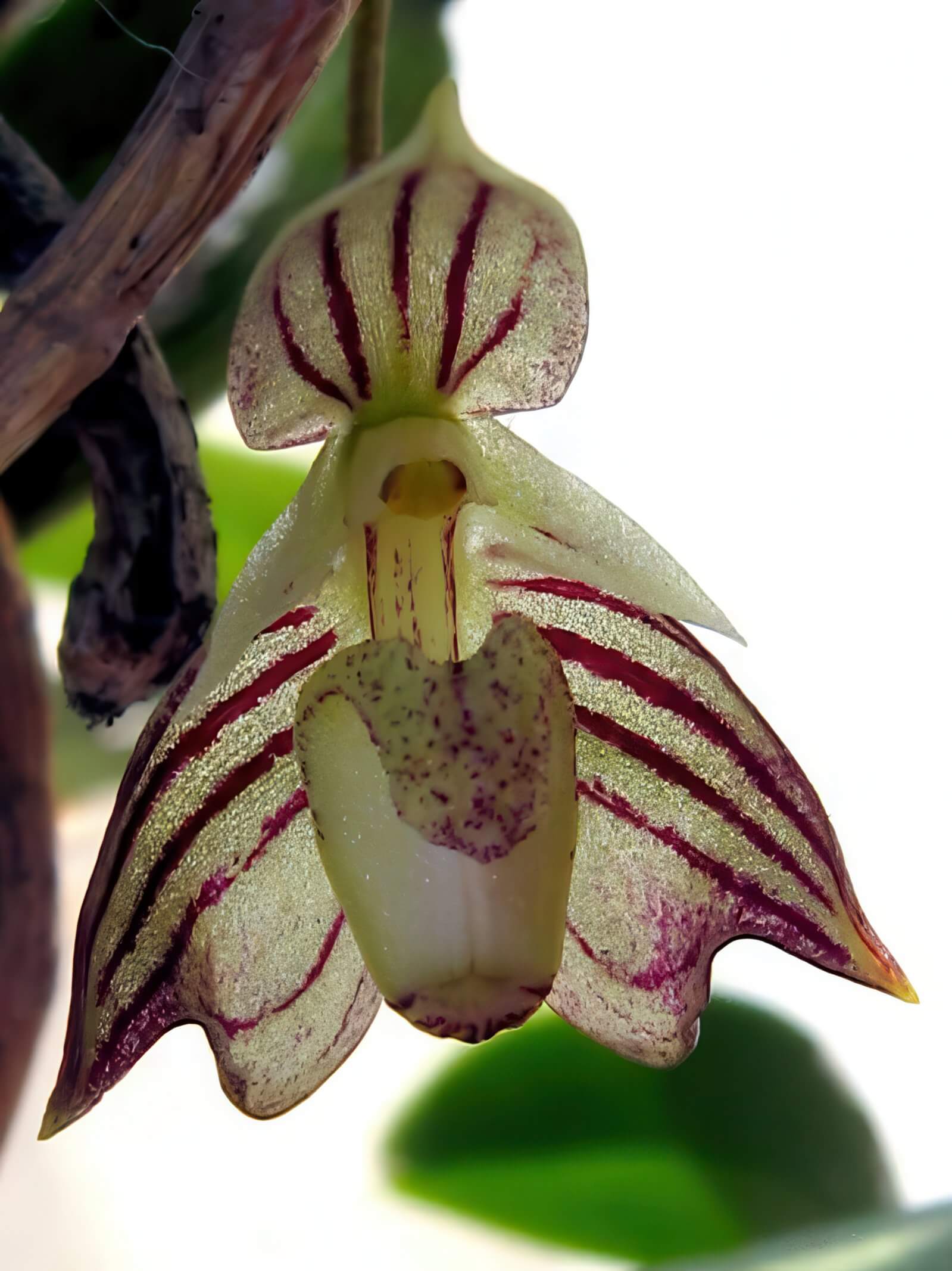 Bulbophyllum ambrosia