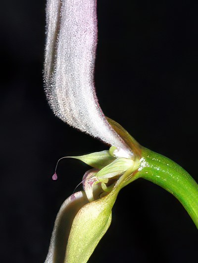Bulbophyllum antenniferum