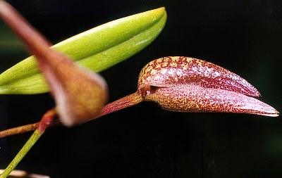 Bulbophyllum arfakianum