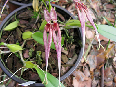 Bulbophyllum biflorum