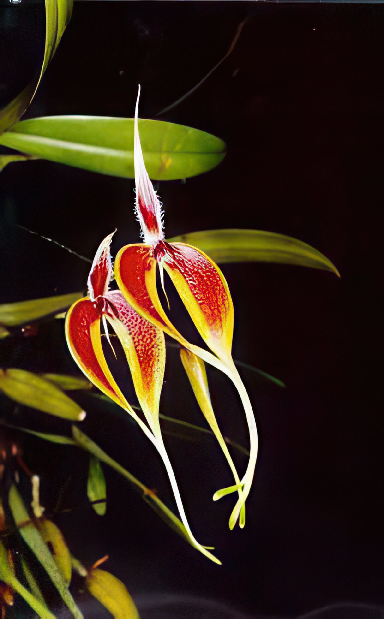 Bulbophyllum maxillariae