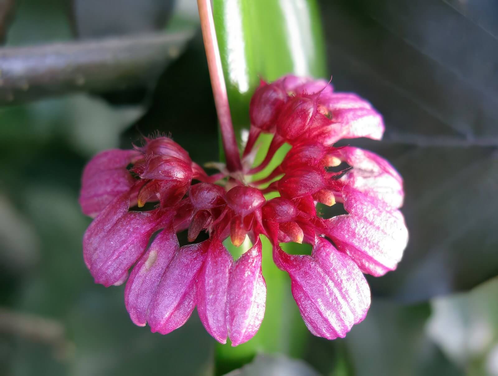 Bulbophyllum curthisii