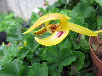 Bulbophyllum dearei