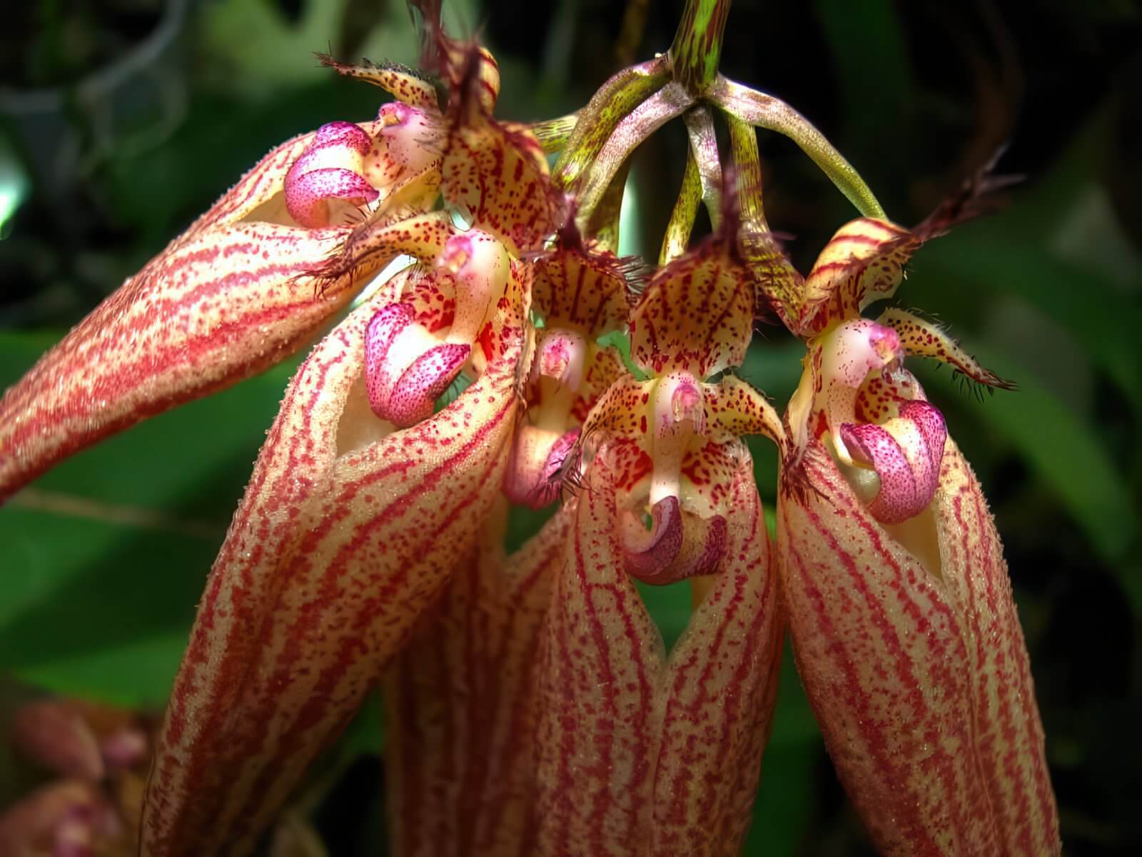 Bulbophyllum 'Elizabeth Ann'