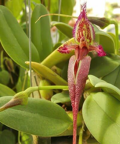 Bulbophyllum fascinator