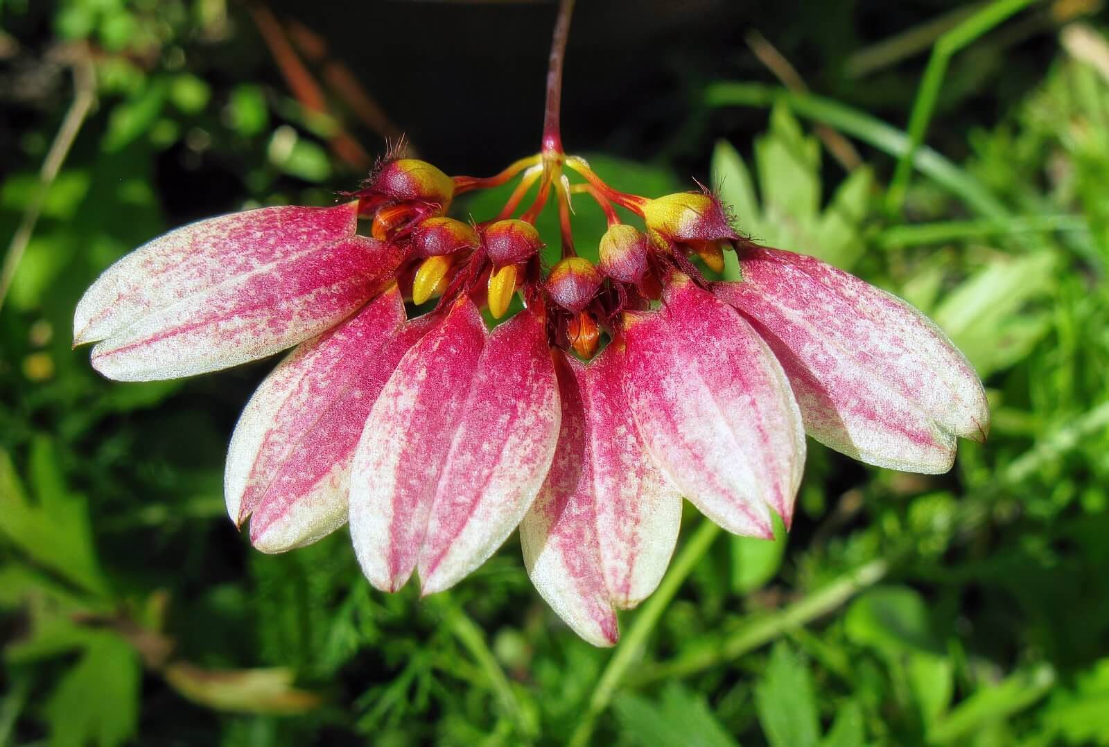 Bulbophyllum flabellum-veneres