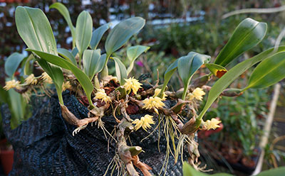 Bulbophyllum flavocapitatum