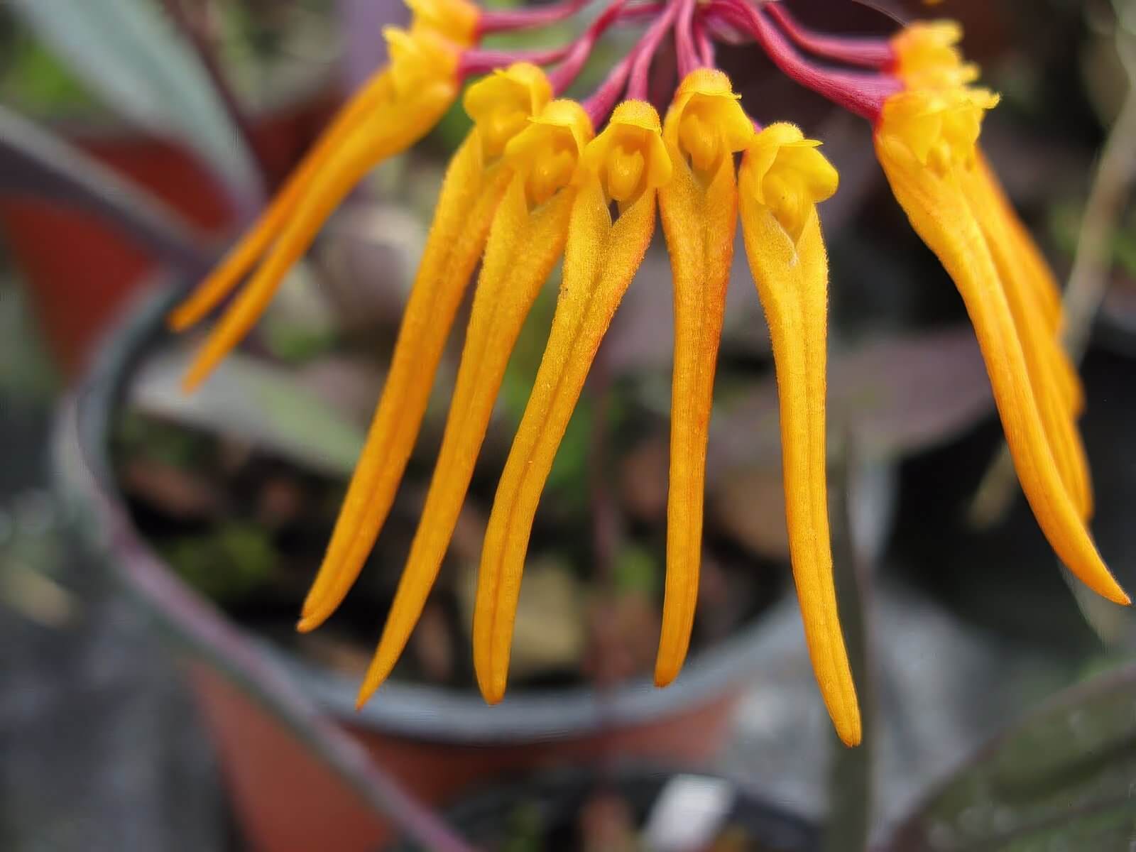 Bulbophyllum thaiorum yellow