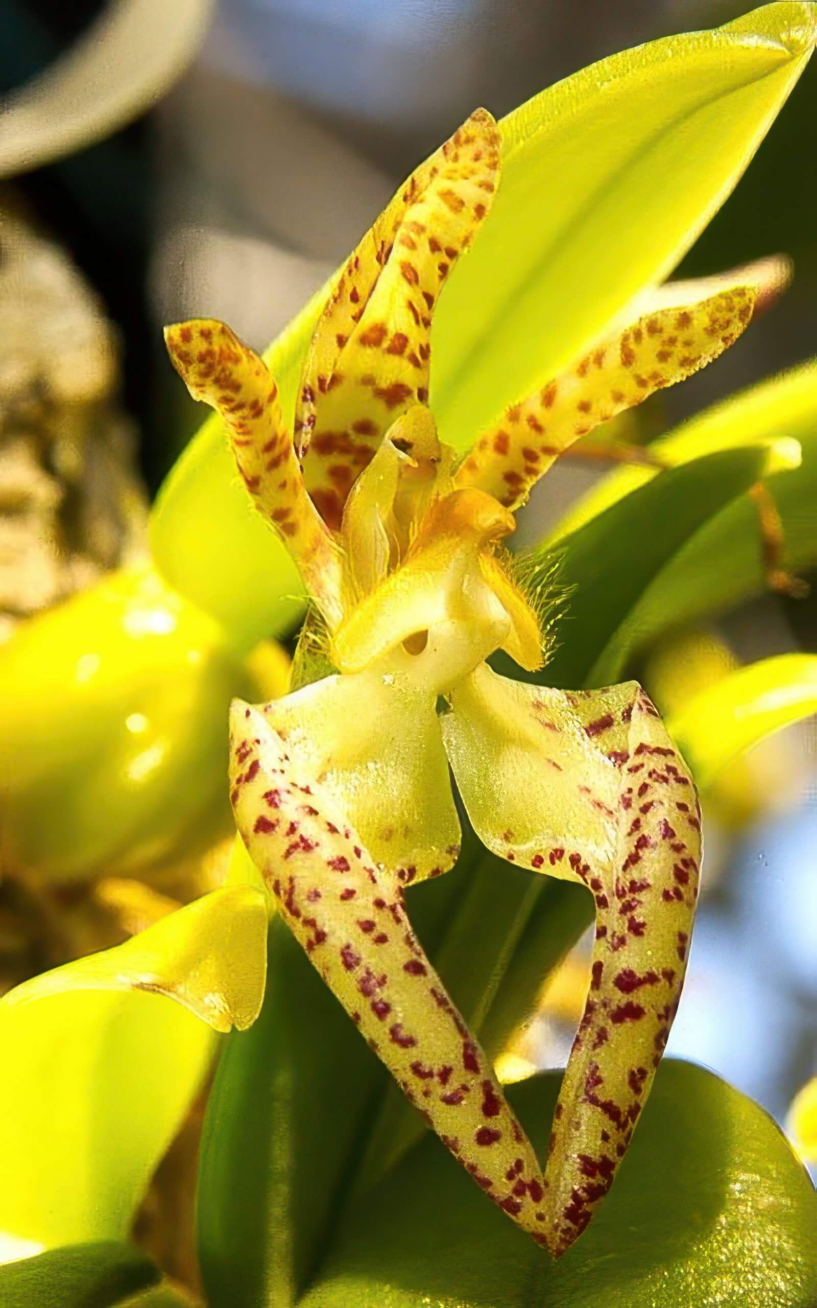 Bulbophyllum lasiochilum