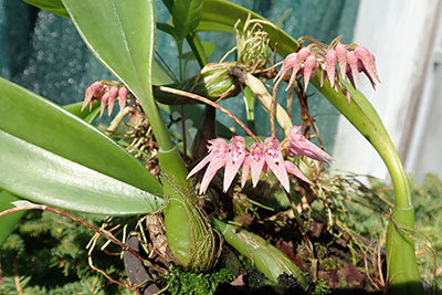 Bulbophyllum longiflorum