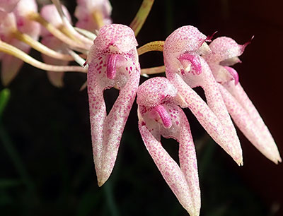 Bulbophyllum longiflorum