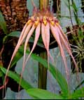 Bulbophyllum Louis Sanders