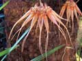 Bulbophyllum Louis Sanders