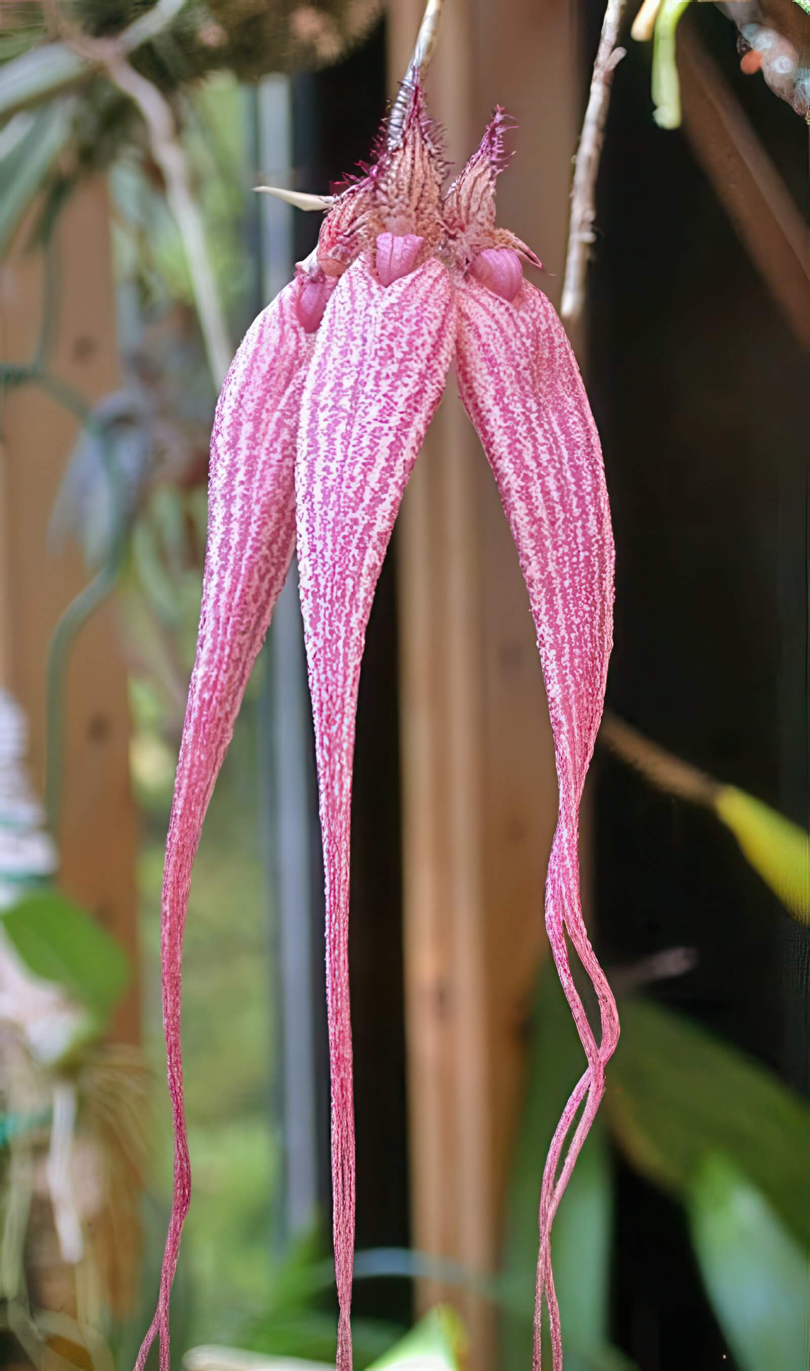 Bulbophyllum Louis Sanders